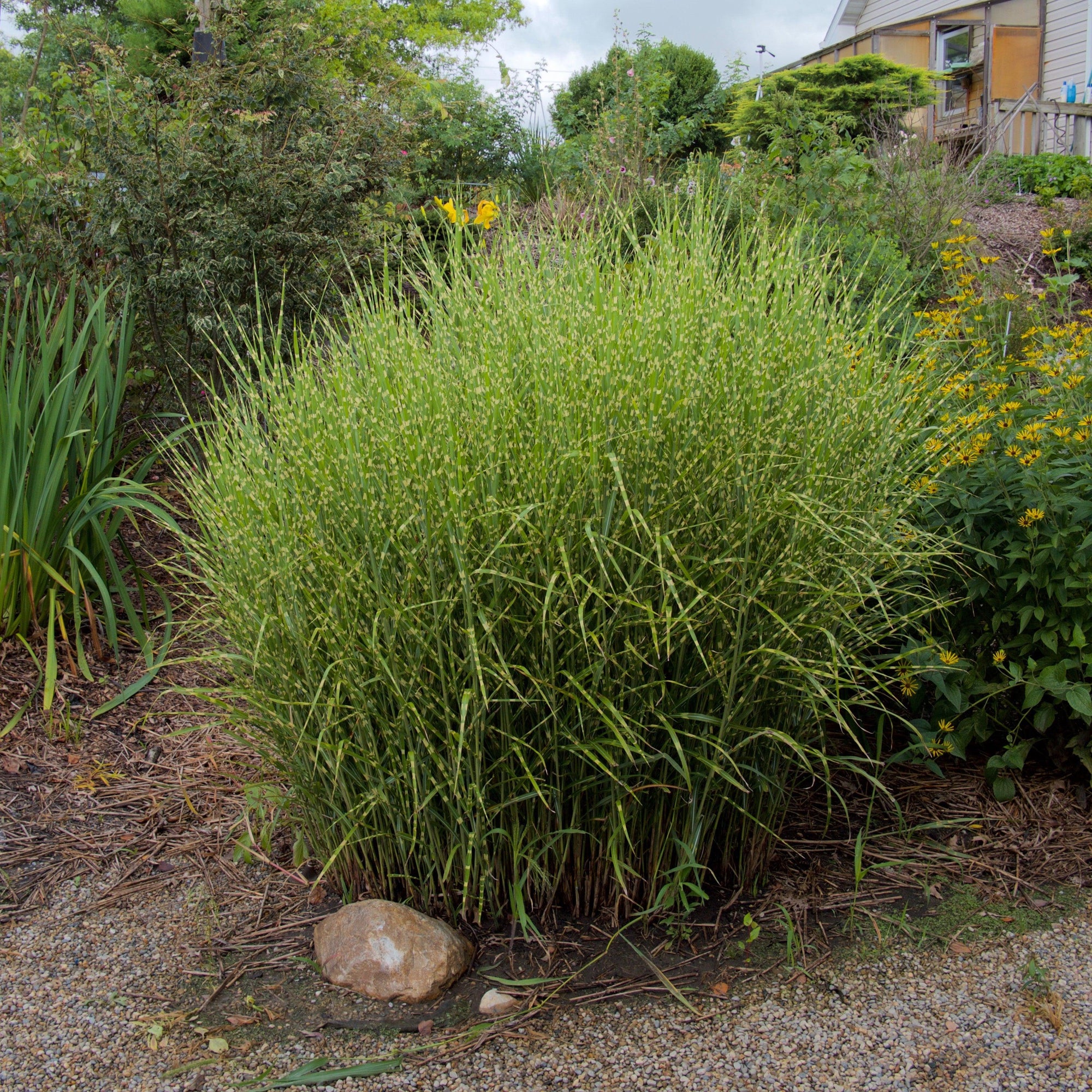 Miscanthus sinensis 'Zebrinus' ~ Zebra Grass