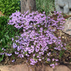 Veronica 'Waterperry Blue' ~ Waterperry Blue Veronica