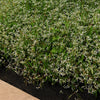 Euphorbia hypericifolia 'Balbrewite' ~ Breathless® White Euphorbia