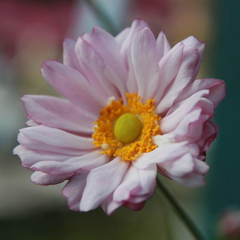 Anemone x 'Queen Charlotte' ~ Queen Charlotte Anemone – Riverbend