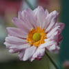 Anemone x 'Queen Charlotte' ~ Queen Charlotte Anemone