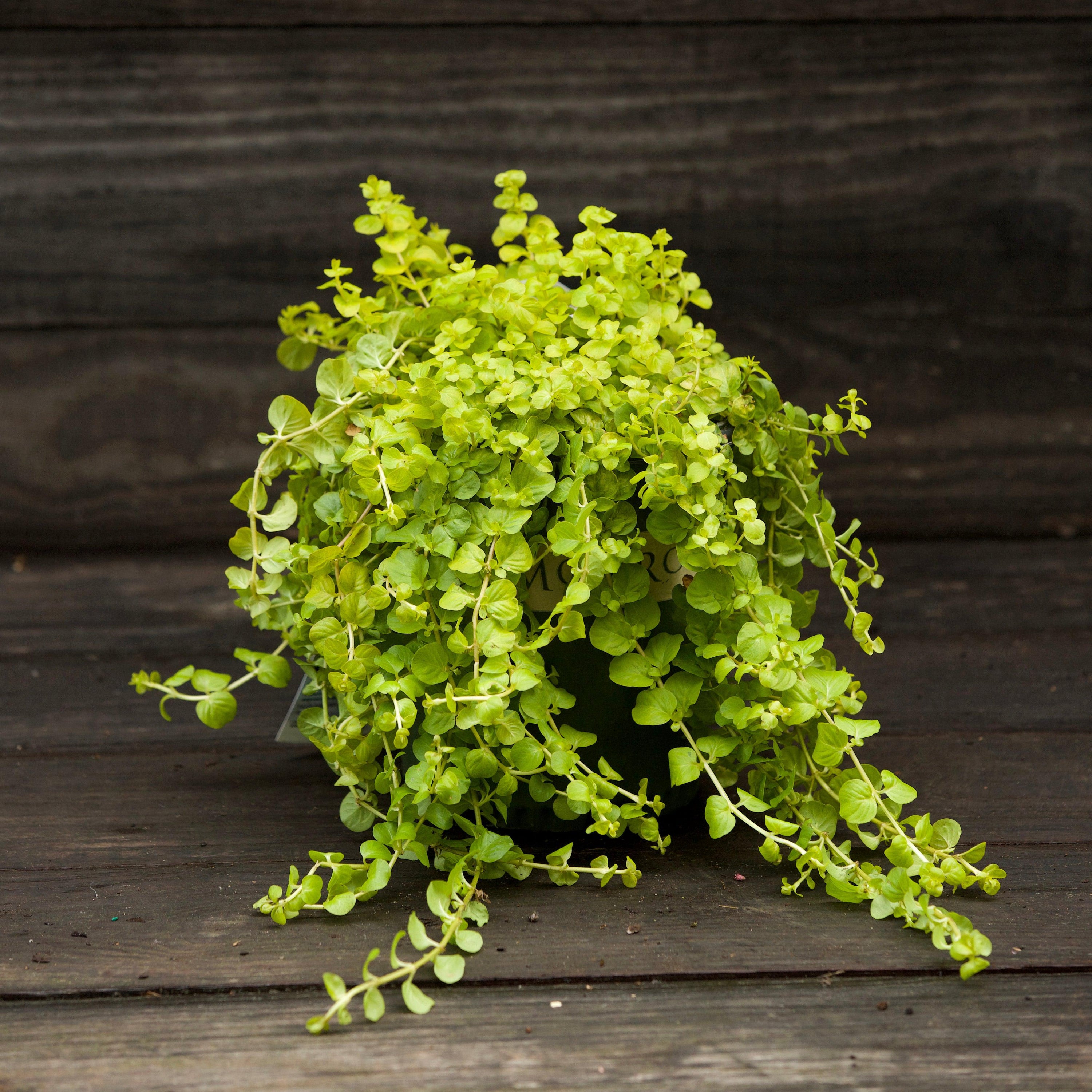 creeping jenny succulent Lysimachia nummularia 'Aurea' ~ Golden Creeping Jenny – Riverbend Nursery