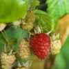 Rubus idaeus 'Encore' ~ Encore Raspberry