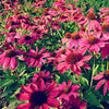 Echinacea 'Solar Flare' ~ Big Sky™ Solar Flare Coneflower