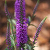 Veronica 'Purpleicious' ~ Purpleicius Speedwell