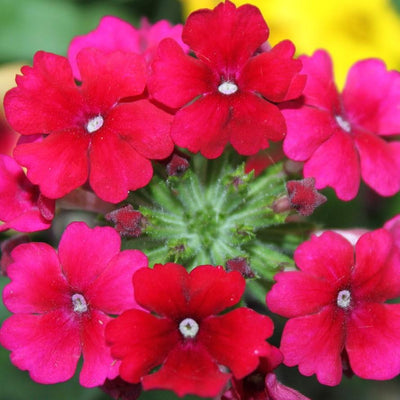 Verbena x hybrida 'Balendopin' ~ EnduraScape™ Hot Pink Verbena