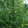 Miscanthus sinensis 'Zebrinus' ~ Zebra Grass