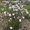 Lychnis flos-cuculi 'Petite Henri' ~ Petite Henri Catchfly