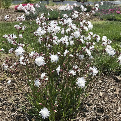Lychnis flos-cuculi 'Petite Henri' ~ Petite Henri Catchfly