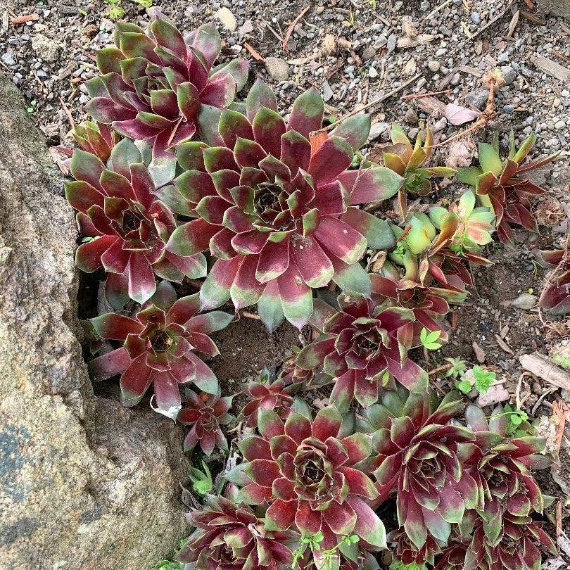 Sempervivum 'Hopewell' ~ Hopewell Hens and Chicks