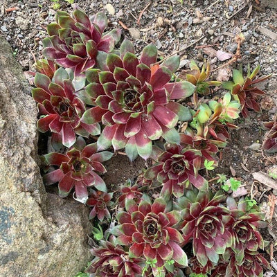 Sempervivum 'Hopewell' ~ Hopewell Hens and Chicks