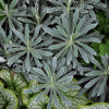 Euphorbia x martinii 'Glacier Blue' ~ Sahara™ Glacier Blue Euphorbia