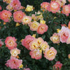 Rosa 'Chewnicebell' PP26532 ~ PW® Color Choice® OSO Easy Italian Ice® Rose