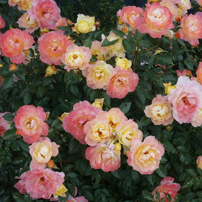 Rosa 'Chewnicebell' PP26532 ~ PW® Color Choice® OSO Easy Italian Ice® Rose