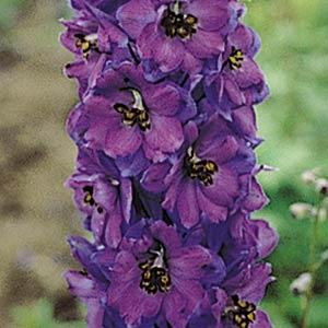 Delphinium elatum 'Pacific Giants Black Knight' ~ Pacific Giants
