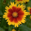 Coreopsis 'Baluptgonz' ~ Uptick™ Gold & Bronze Tickseed