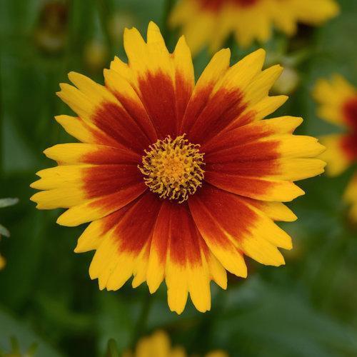 Coreopsis 'Baluptgonz' ~ Uptick™ Gold & Bronze Tickseed