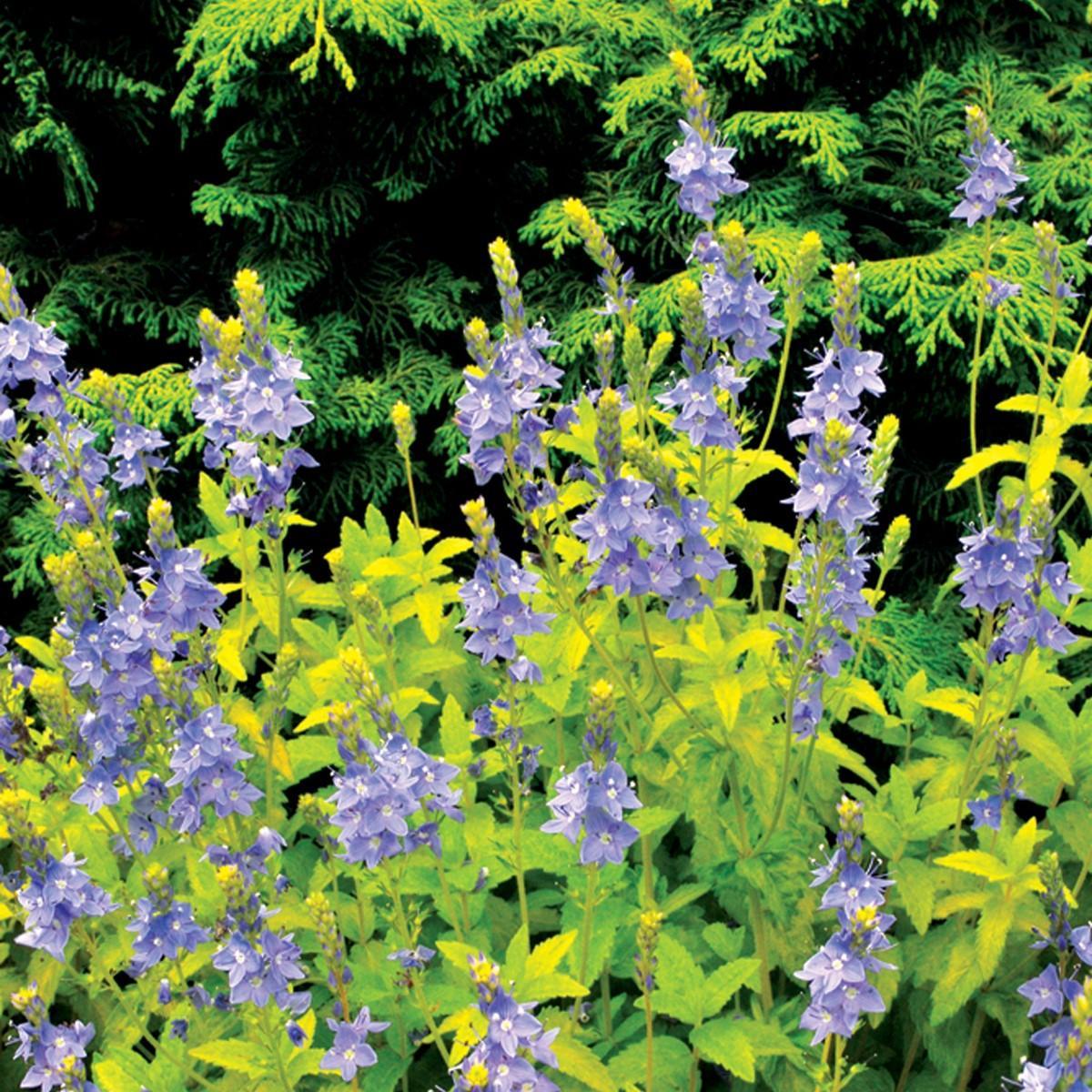 Veronica prostrata 'Aztec Gold' PP13354 ~ Aztec Gold Speedwell ...