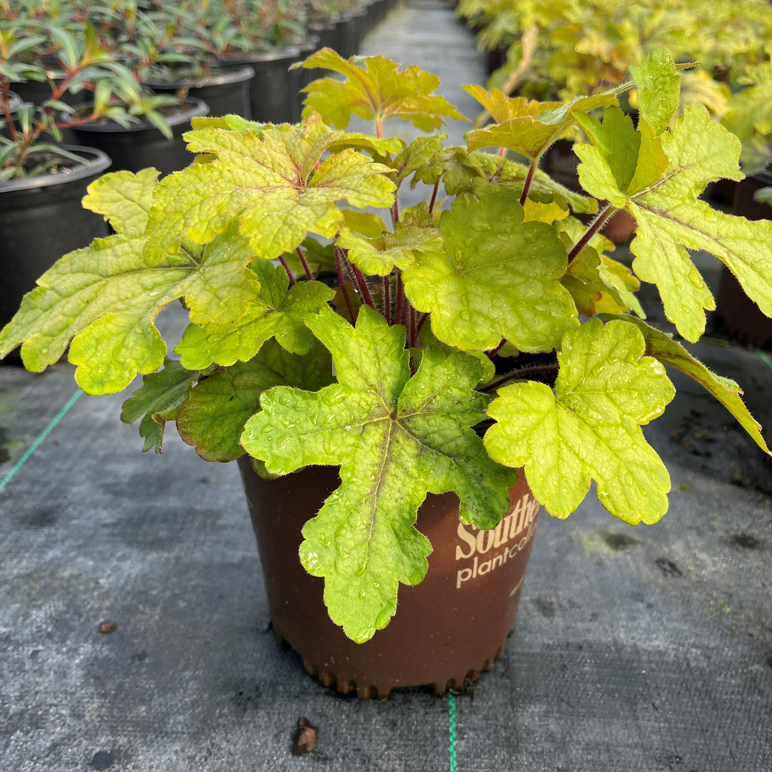 TERRA NOVA Heucherella Alabama Sunrise - Thumbnail 2