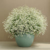 Euphorbia hypericifolia 'Balbrewite' ~ Breathless® White Euphorbia