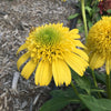Echinacea 'Lemon' ~ Sunny Days™ Lemon Coneflower