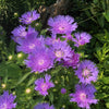 Stokesia laevis 'Mel's Blue' ~ Mel's Blue Stokes' Aster