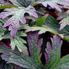 Geranium pratense 'Dark Eyes' ~ Dark Eyes Cranesbill