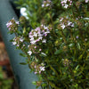 Satureja montana ~ Winter Savory
