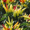 Capsicum annuum 'Chilly Chili' ~ Chilly Chili Ornamental Pepper