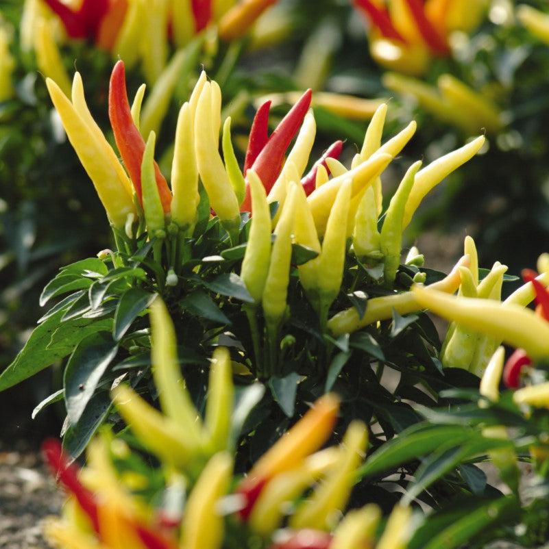 Capsicum annuum 'Chilly Chili' ~ Chilly Chili Ornamental Pepper