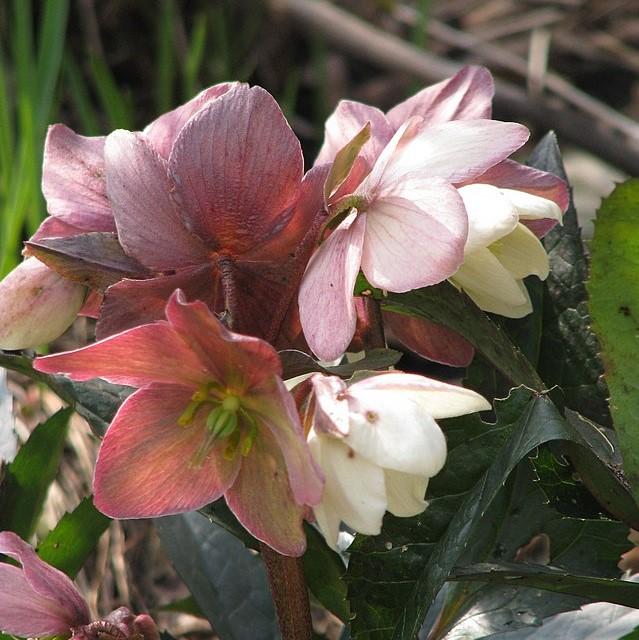 Helleborus x ericsmithii 'Cohesh740' ~ HGC® Joker Lenten Rose