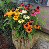 Echinacea x 'PollyNation Mix' ~ PollyNation™ Mix Echinacea, Coneflower