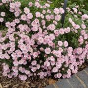 Dendranthema 'Fireworks Igloo' ~ Fireworks Igloo Garden Mum