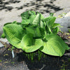 Hosta 'Paradigm' ~ Paradigm Hosta