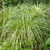 Carex x 'ET CRX 904' ~ Moon Falls Carex