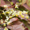 Epimedium versicolor 'Sulphureum' ~ Sulphureum Bishop's Hat