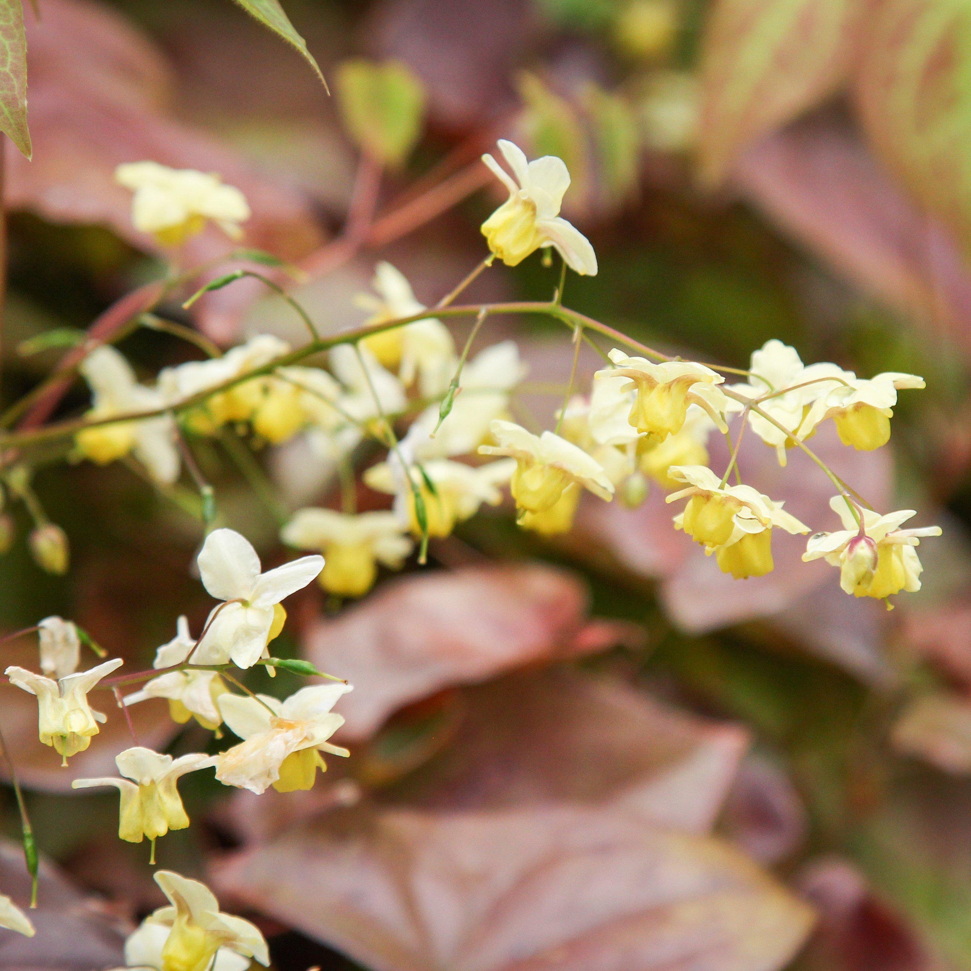 Epimedium versicolor 'Sulphureum' ~ Sulphureum Bishop's Hat – Riverbend  Nursery