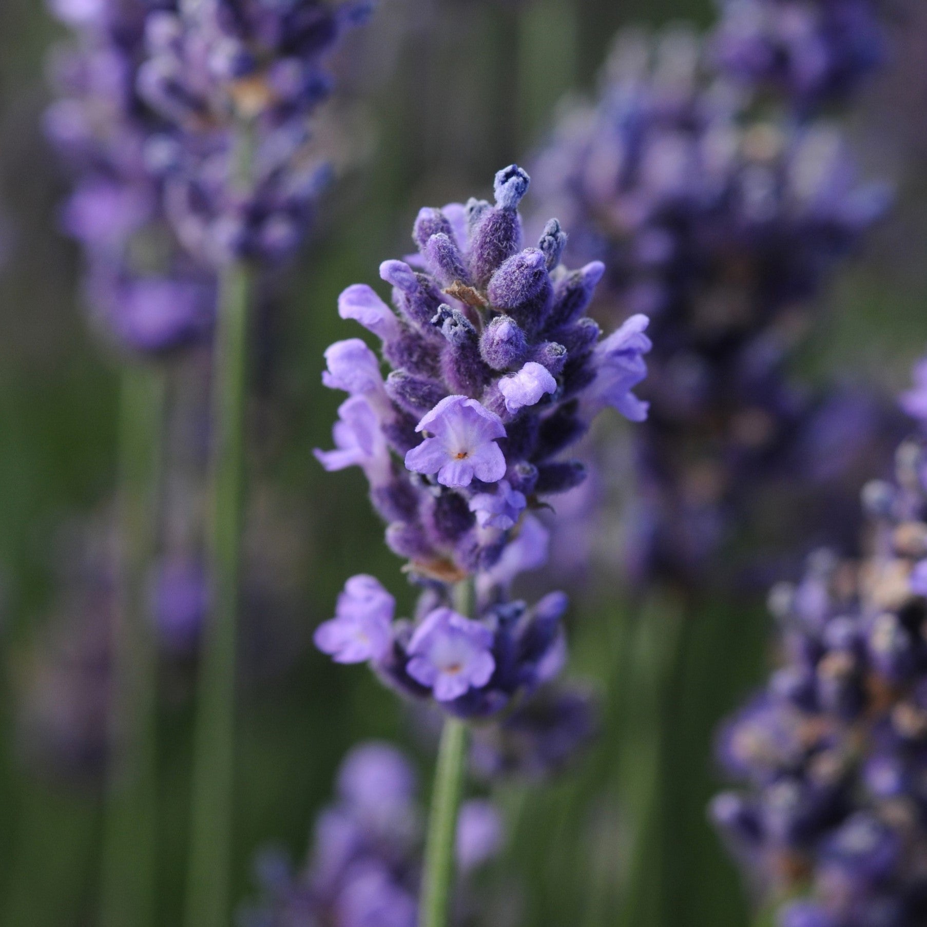 blue english lavender plant Lavandula angustifolia 'SuperBlue' ~ Super Blue English Lavender – Riverbend Nursery