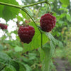 Rubus idaeus 'Meeker' ~ Meeker Raspberry