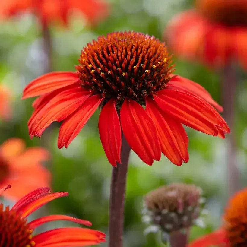 Echinacea 'ApecssiredPBR' ~ SunSeekers® Red Coneflower