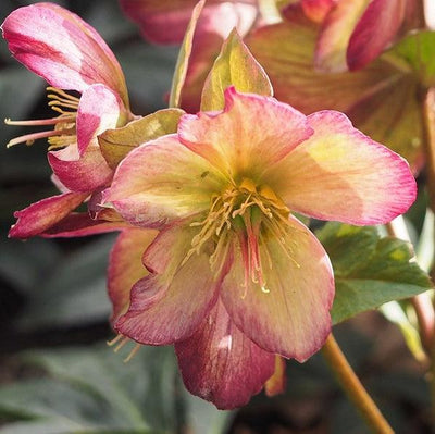 Helleborus x glandorfensis 'Coseh 5100' ~ HGC® Ice N' Roses® Dark Picotee Hellebore