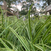 Carex morrowii 'Ice Dance' ~ Ice Dance Sedge
