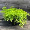 Adiantum x mariesii ~ Hardy Maidenhair Fern