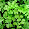 Adiantum x mariesii ~ Hardy Maidenhair Fern