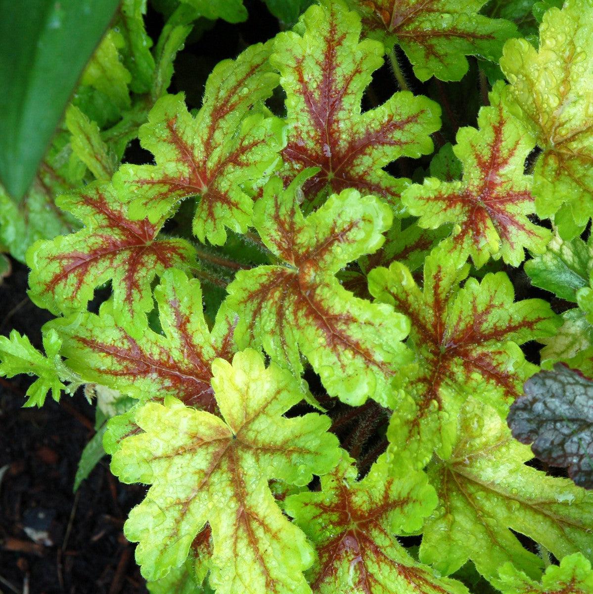 TERRA NOVA Heucherella Alabama Sunrise - Thumbnail 4
