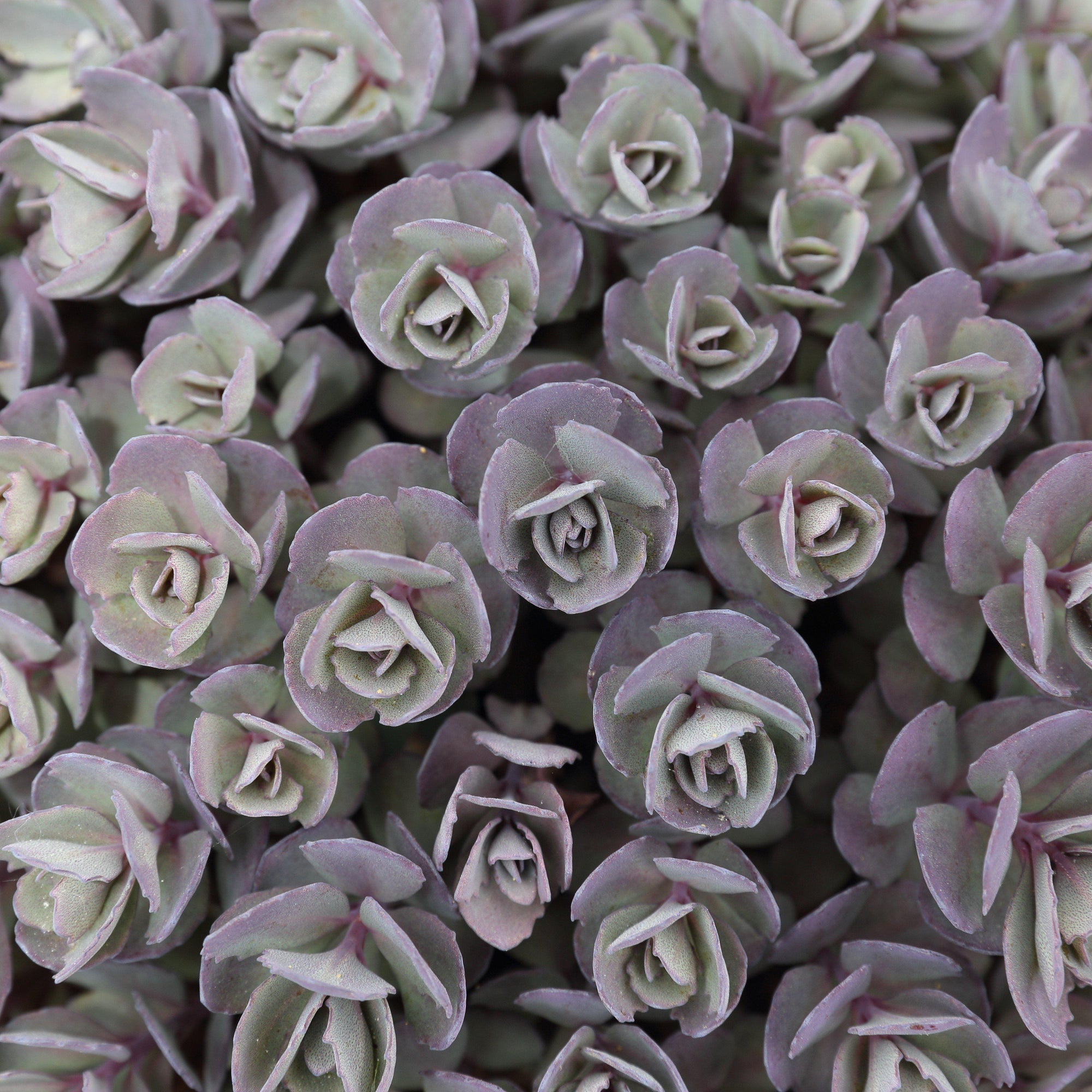 sedum blue elf succulent Sedum x Sedoro 'Blue Elf' ~ Sunsparkler® Blue Elf Sedum – Riverbend Nursery