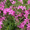 Phlox subulata 'Crimson Beauty' ~ Crimson Beauty Creeping Phlox