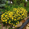 Coreopsis verticillata ~ Threadleaf Coreopsis