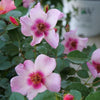 Rosa x 'ChewEyesUp' ~ Ringo All-Star™ Rose