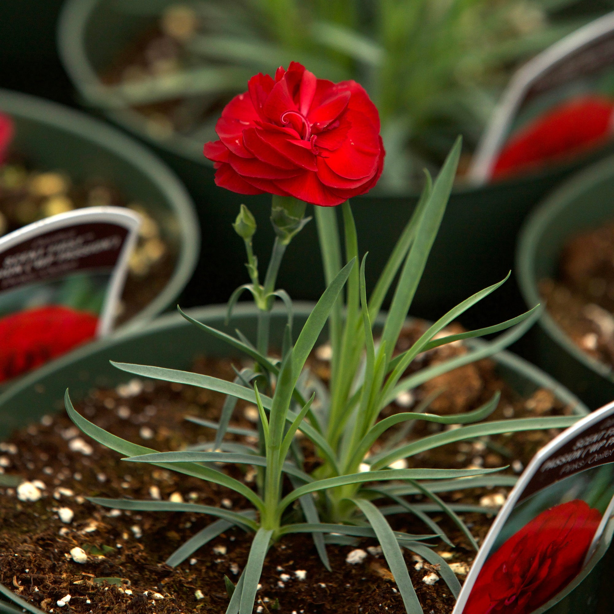 Dianthus 'WP Passion' ~ Scent First® Passion Dianthus